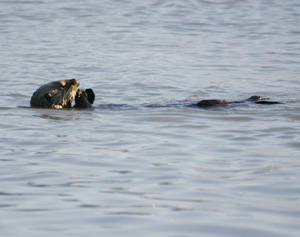 Alaskan Sea Otter