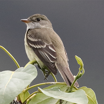 Alder Flycatcher