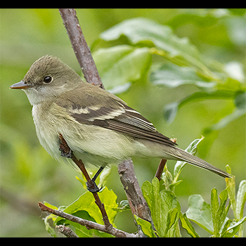 Alder Flycatcher