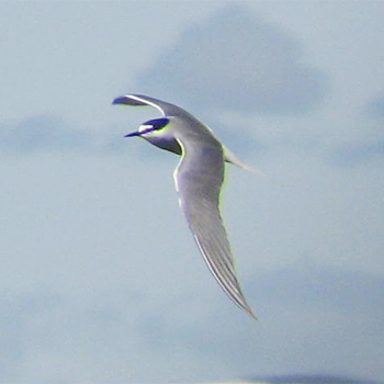 Aleutian Tern