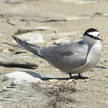 Aleutian Tern