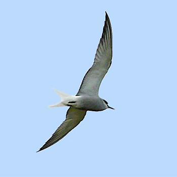 Aleutian Tern