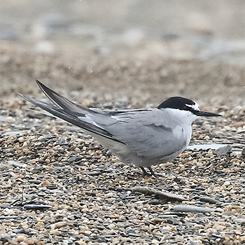 Aleutian Tern