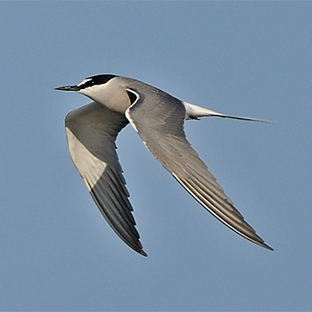 Aleutian Tern