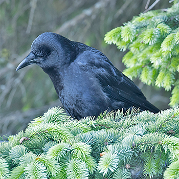American (North-western) Crow