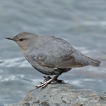 American Dipper