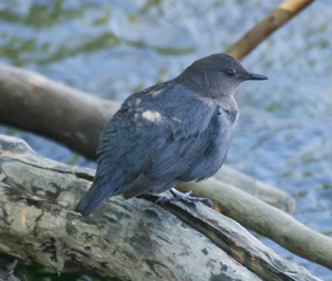 American Dipper