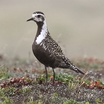 American Golden Plover