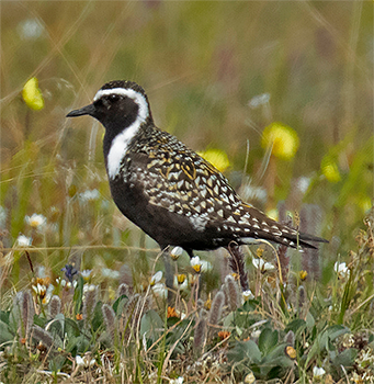 American Golden Plover