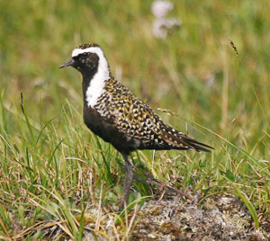 American Golden Plover