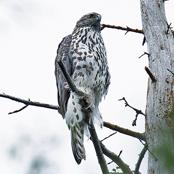 American Goshawk