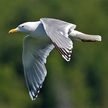 American Herring Gull