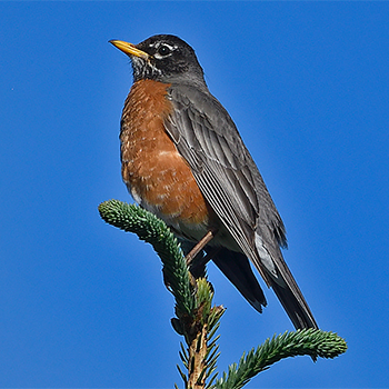 American Robin