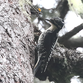 American Three-toed Woodpecker (female)