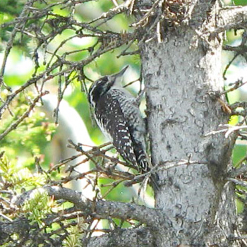 American Three-toed Woodpecker