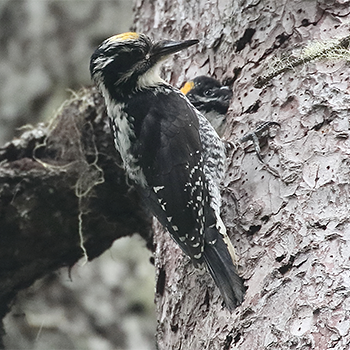 American Three-toed Woodpecker (male)