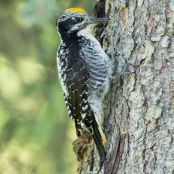 American Three-toed Woodpecker