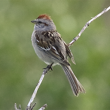 American Tree Sparrow