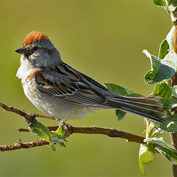 American Tree Sparrow