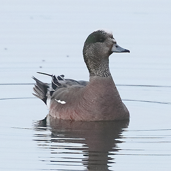 American Wigeon