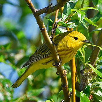 American Yellow Warbler