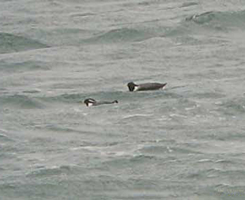 Ancient Murrelets