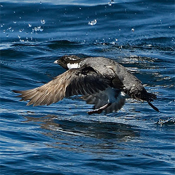 Ancient Murrelet