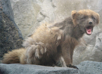 Arctic Fox
