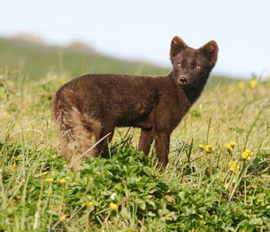 Arctic Fox