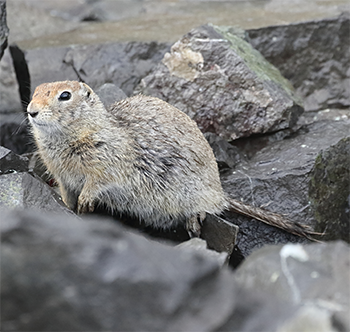Arctic Ground Squirrel