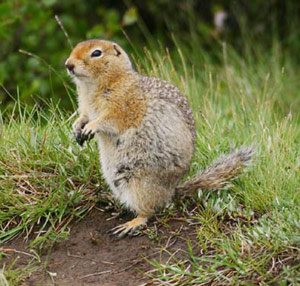 Arctic Ground-squirrel