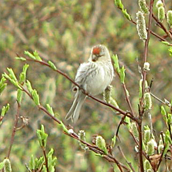 Hoary Redpoll