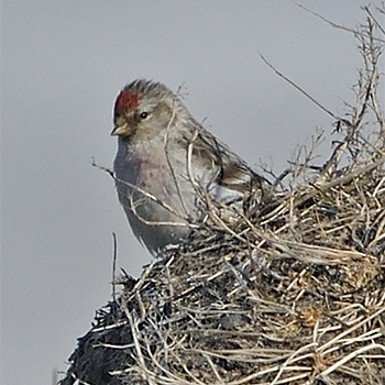 Arctic Redpoll