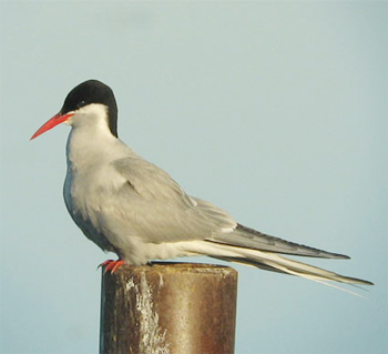 Arctic Tern