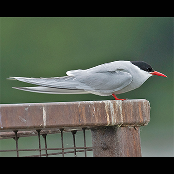 Arctic Tern
