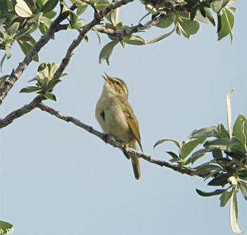 Arctic Warbler
