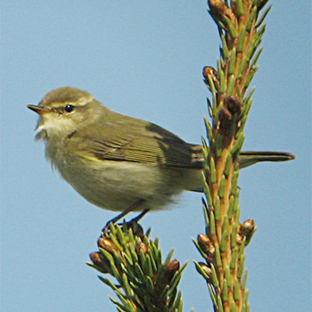 Arctic Warbler