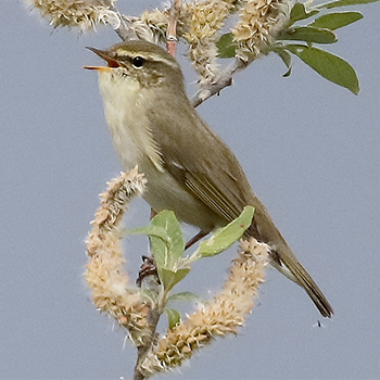 Arctic Warbler