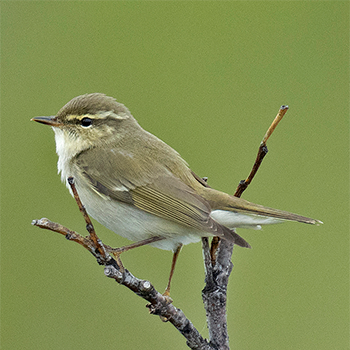 Arctic Warbler