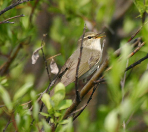 Arctic Warbler