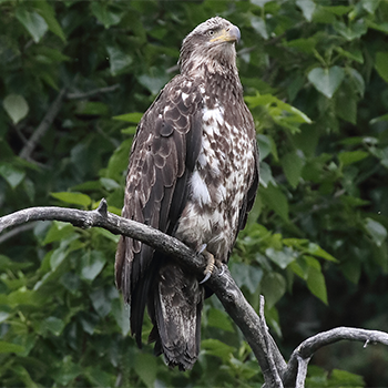 Bald Eagle (juvenile)