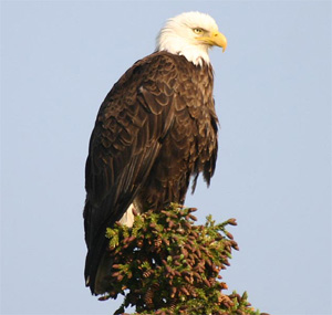 Bald Eagle