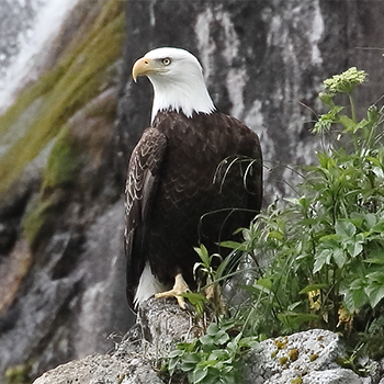 Bald Eagle (adult)