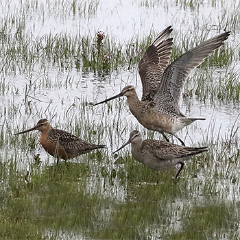 Bar-tailed Godwits