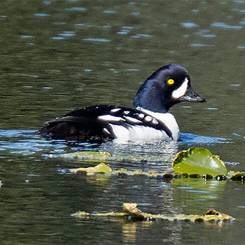 Barrow's Goldeneye