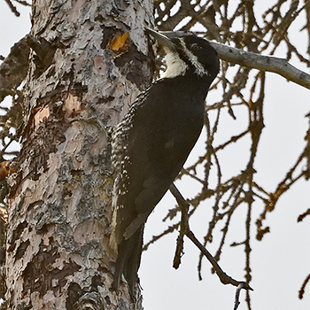Black-backed Woodpecker