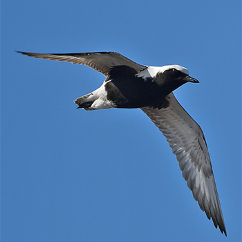 Black-bellied Plover