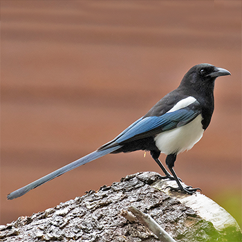 Black-billed Magpie