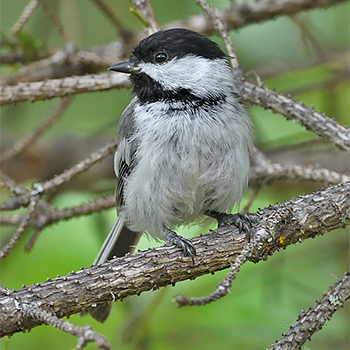 Black-capped Chickadee