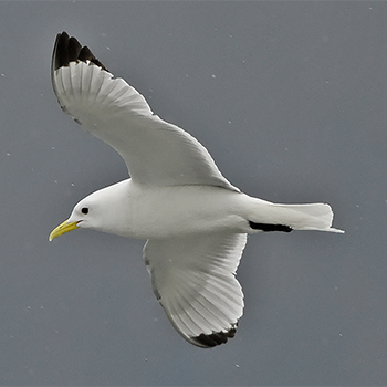 Black-legged Kittiwake